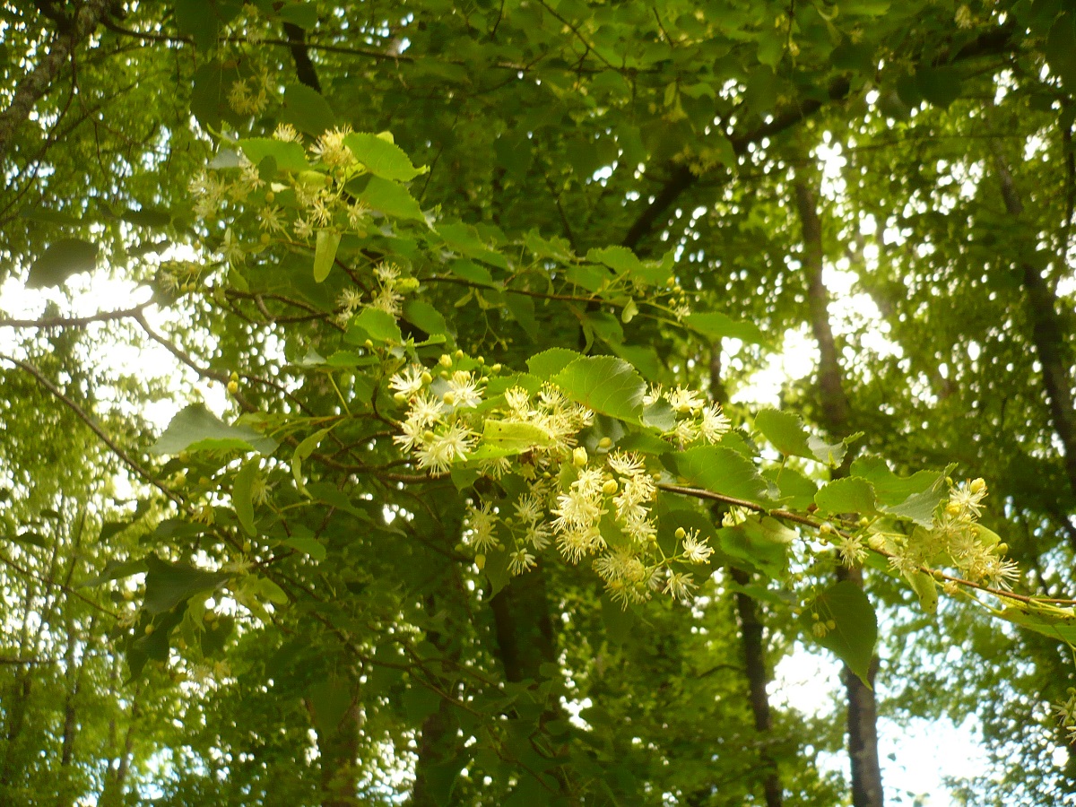Tilia cordata (Malvaceae)